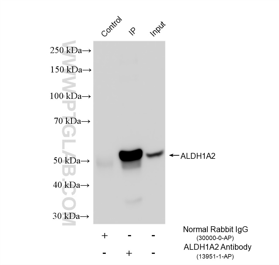 Immunoprecipitation (IP) experiment of K-562 cells using ALDH1A2 Polyclonal antibody (13951-1-AP)