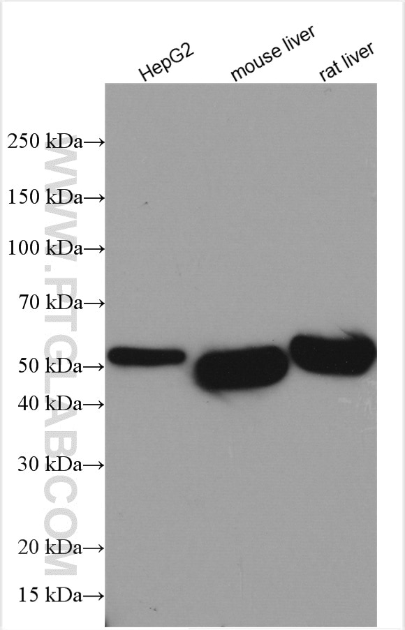 Western Blot (WB) analysis of various lysates using ALDH1A3 Polyclonal antibody (25167-1-AP)