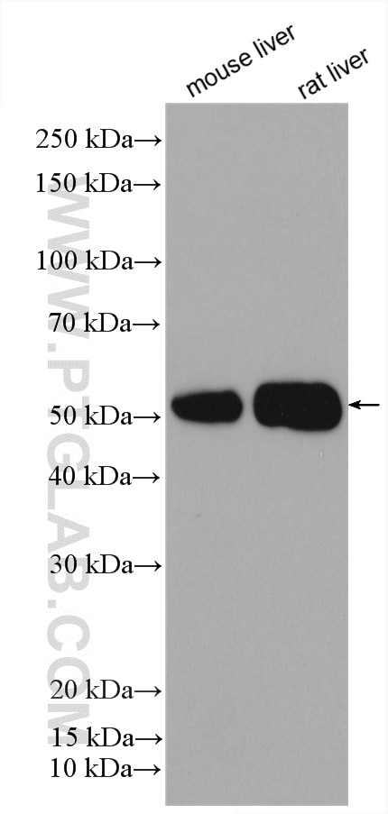 Western Blot (WB) analysis of various lysates using ALDH1A3 Polyclonal antibody (29373-1-AP)