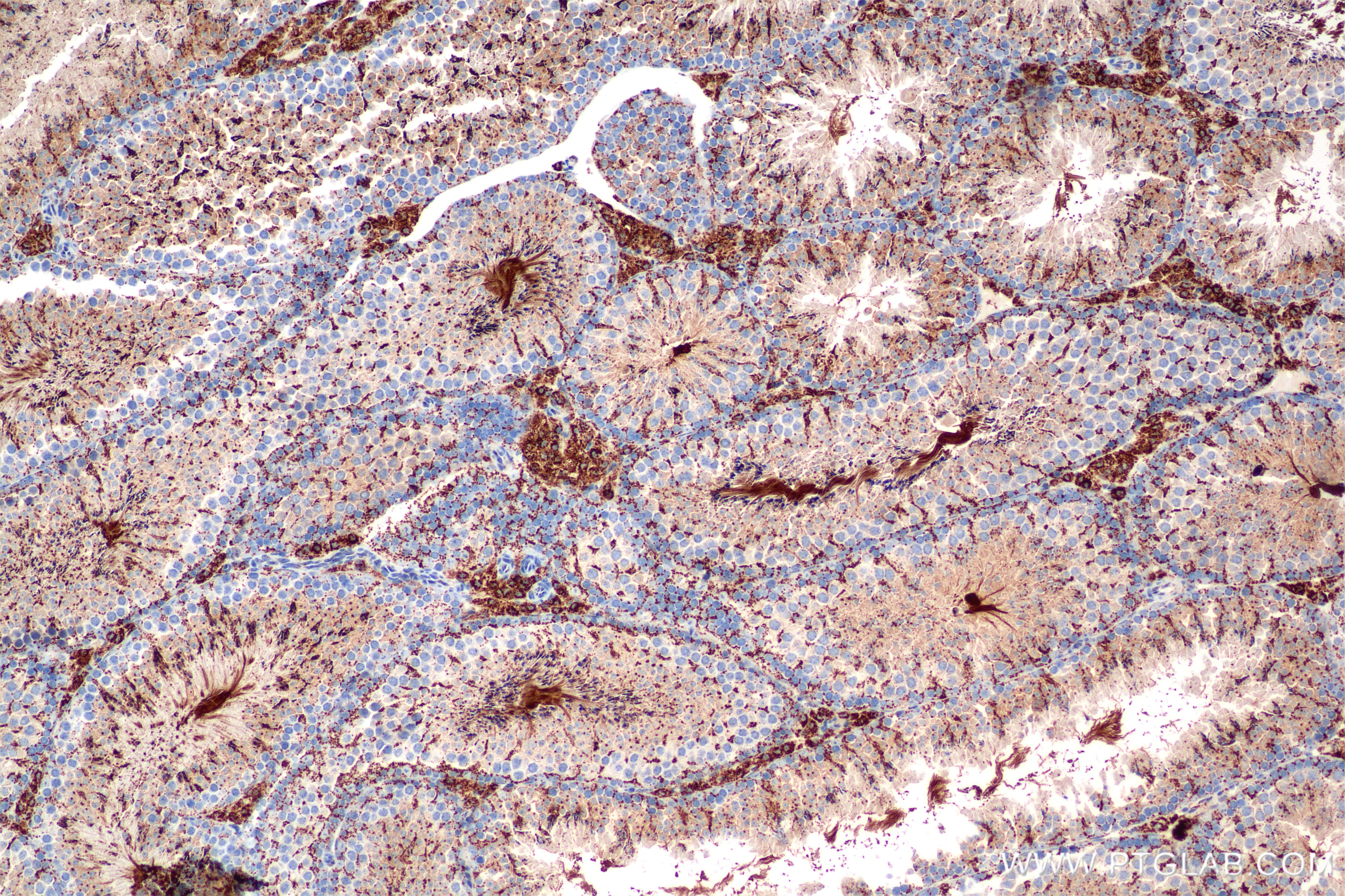 Immunohistochemistry (IHC) staining of mouse testis tissue using ALDH1B1 Recombinant monoclonal antibody (85426-2-RR)