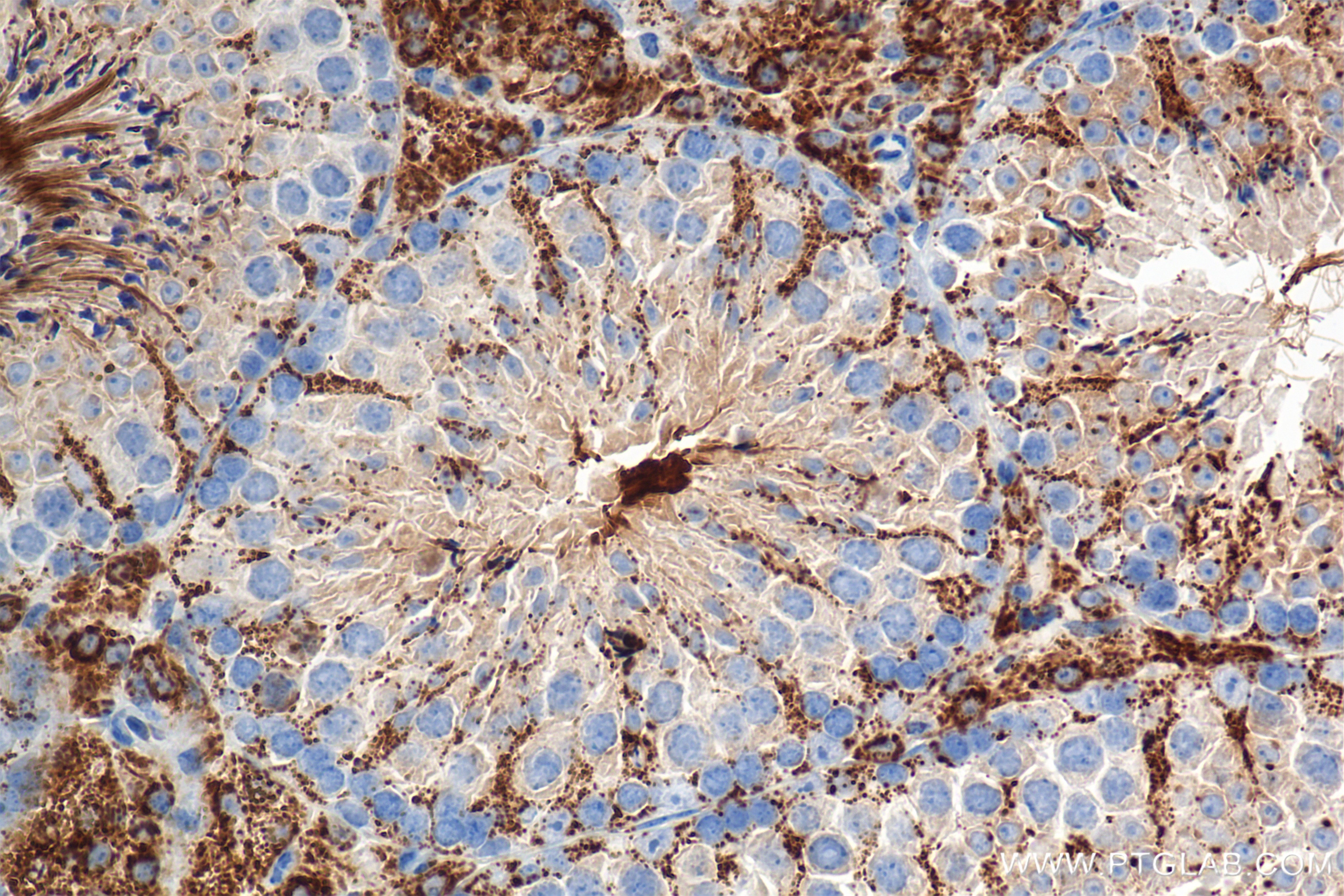 Immunohistochemistry (IHC) staining of mouse testis tissue using ALDH1B1 Recombinant monoclonal antibody (85426-2-RR)