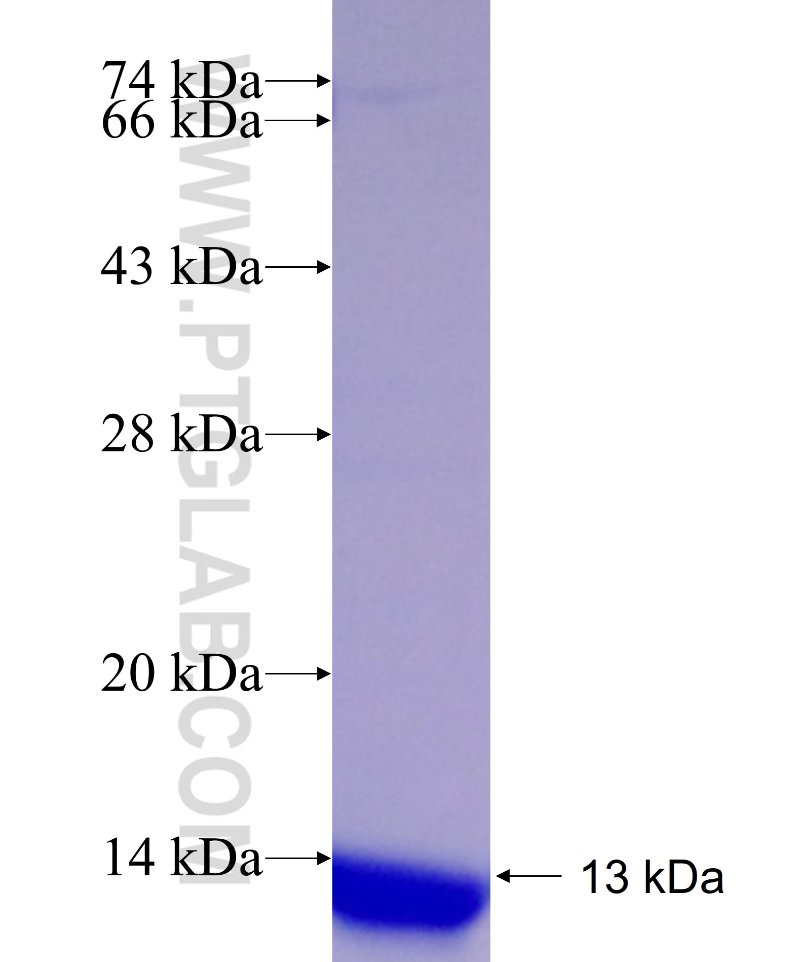 ALDH1B1 fusion protein Ag17614 SDS-PAGE