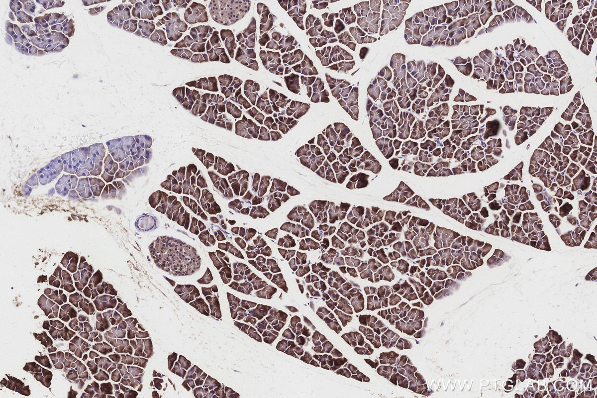 Immunohistochemistry (IHC) staining of mouse pancreas tissue using ALDH1L1 Polyclonal antibody (17390-1-AP)