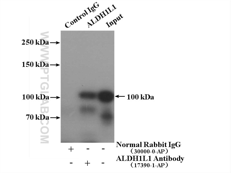 Immunoprecipitation (IP) experiment of mouse liver tissue using ALDH1L1 Polyclonal antibody (17390-1-AP)