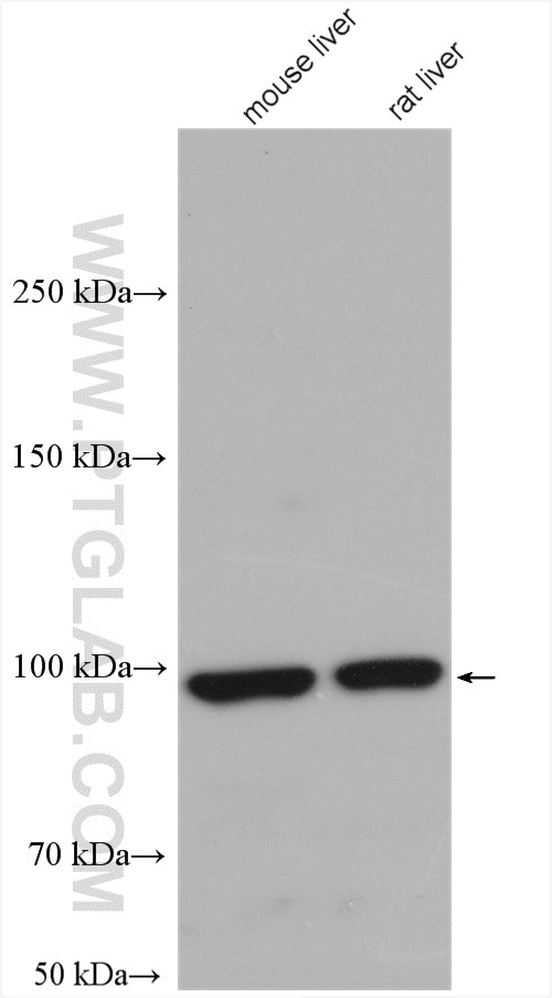 Western Blot (WB) analysis of various lysates using ALDH1L1 Polyclonal antibody (17390-1-AP)