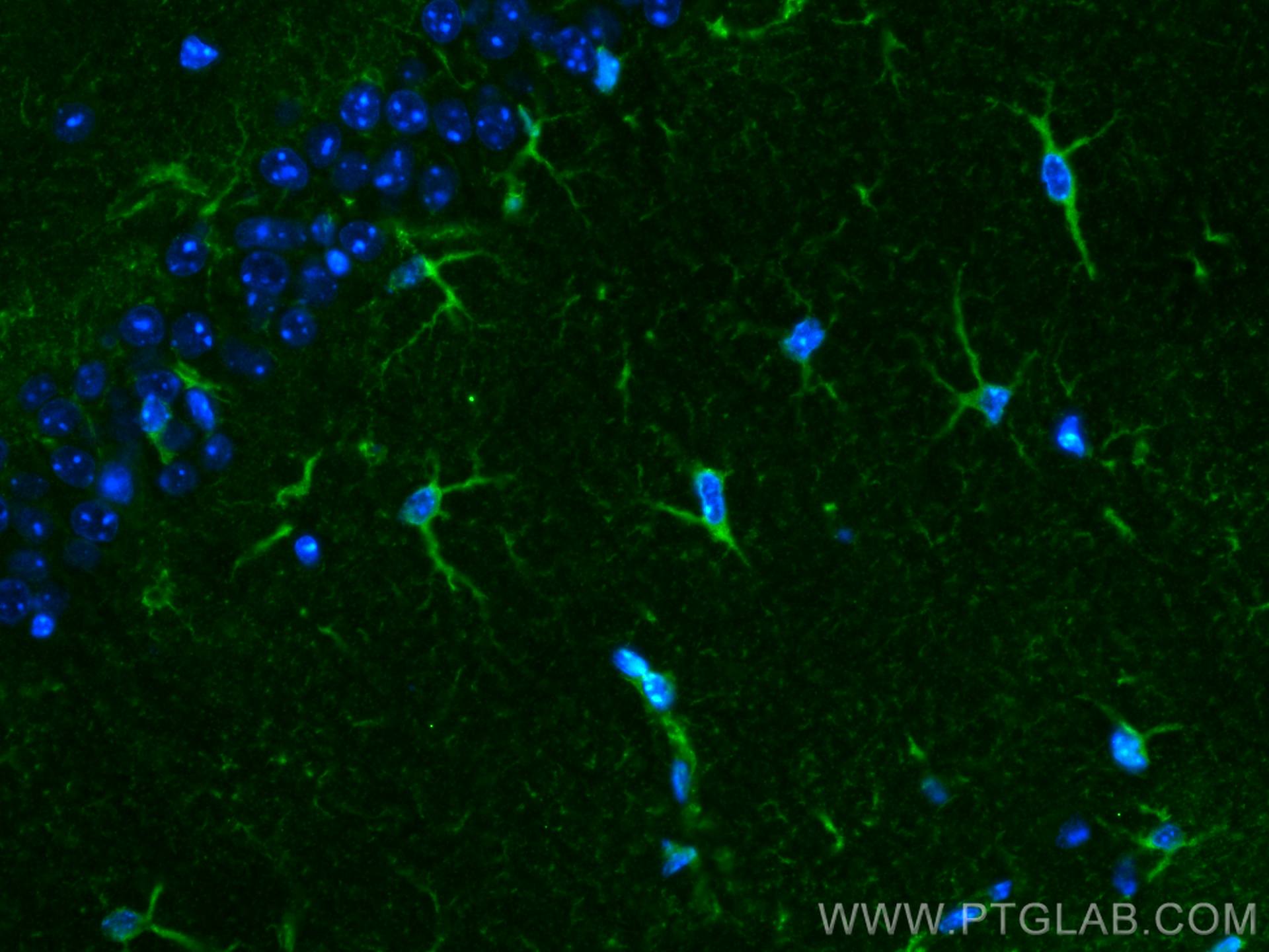 Immunofluorescence (IF) / fluorescent staining of mouse brain tissue using ALDH1L1 Monoclonal antibody (68018-1-Ig)