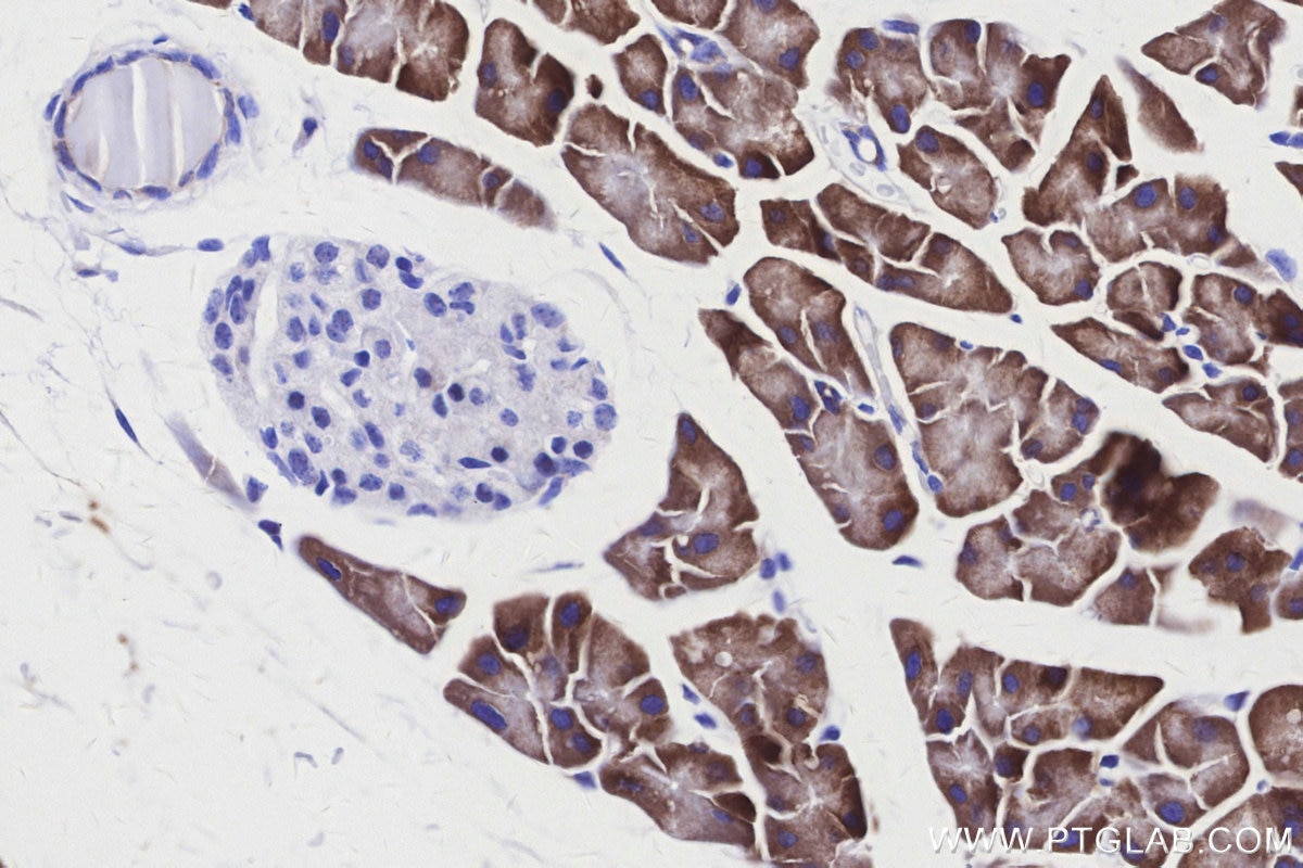 Immunohistochemistry (IHC) staining of mouse pancreas tissue using ALDH1L1 Recombinant monoclonal antibody (85980-2-RR)