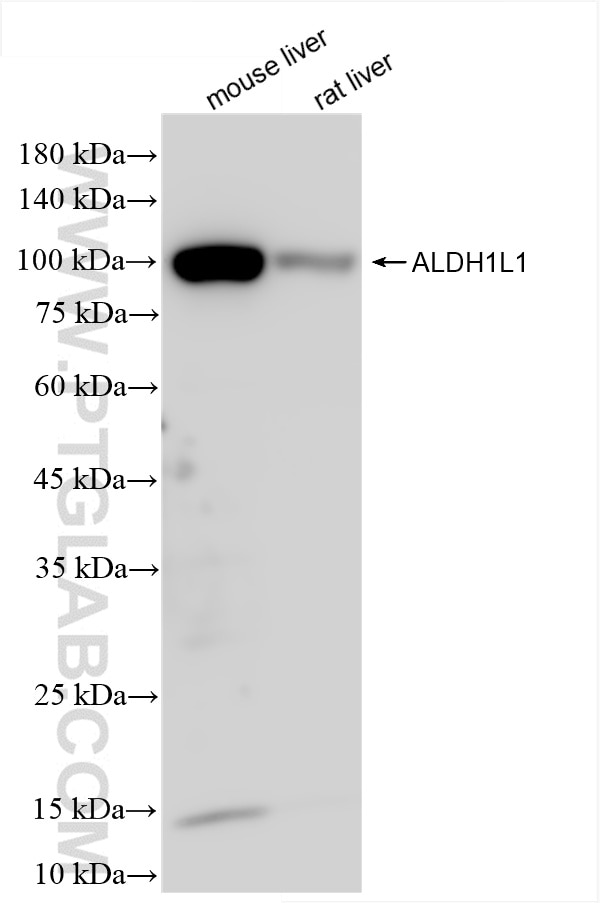 Western Blot (WB) analysis of various lysates using ALDH1L1 Recombinant antibody (85980-2-RR)