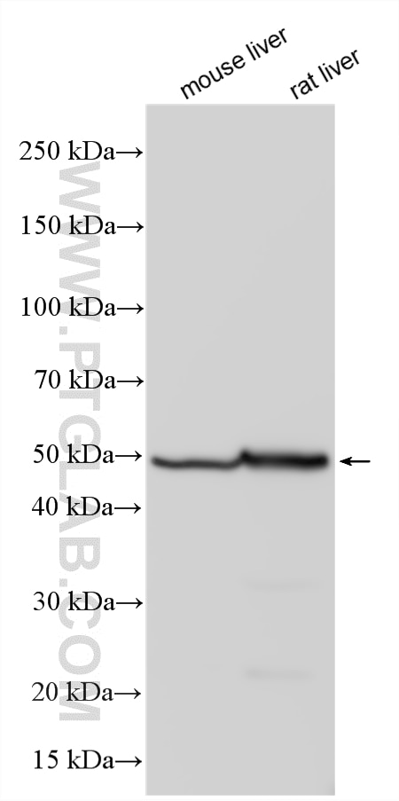 Western Blot (WB) analysis of various lysates using ALDH2 Polyclonal antibody (15310-1-AP)