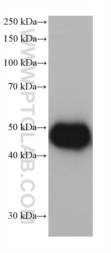 Western Blot (WB) analysis of pig liver tissue using ALDH2 Monoclonal antibody (68237-1-Ig)