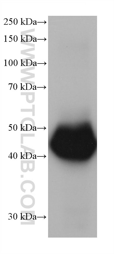 WB analysis of rabbit liver using 68237-1-Ig