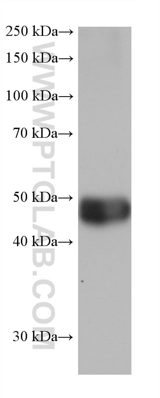 WB analysis of rat liver using 68237-1-Ig