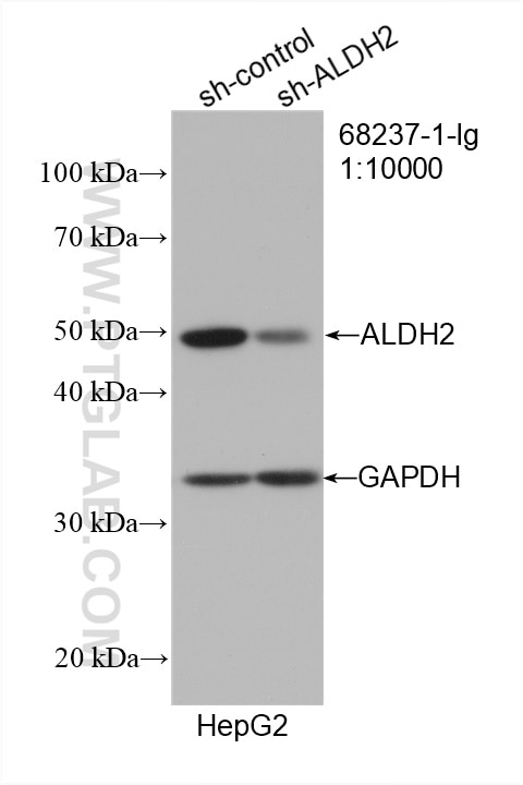 Western Blot (WB) analysis of HepG2 cells using ALDH2 Monoclonal antibody (68237-1-Ig)