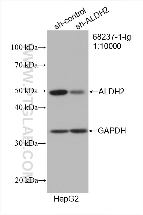 WB analysis of HepG2 using 68237-1-Ig