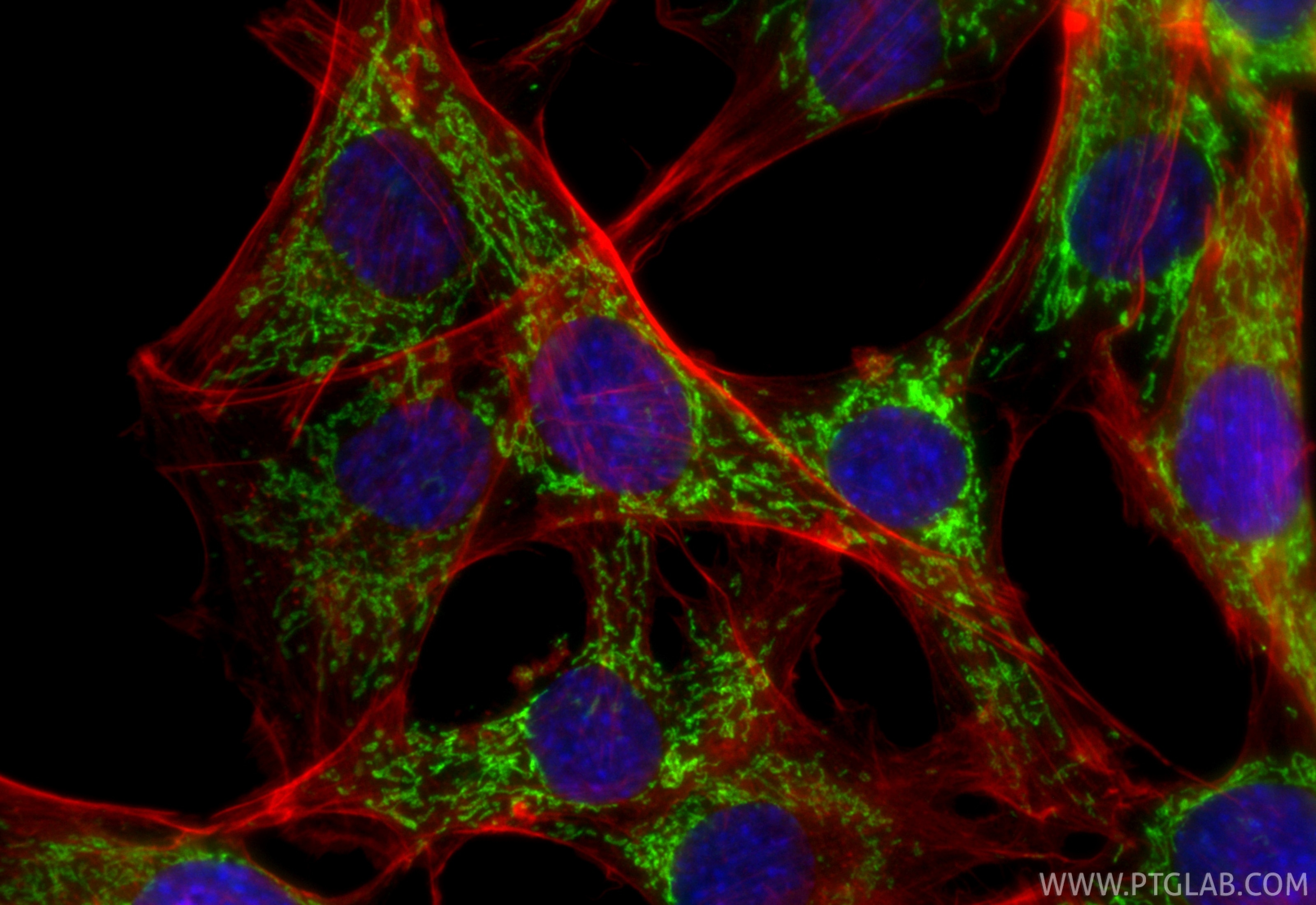 Immunofluorescent analysis of (4% PFA) fixed C2C12 cells using CoraLite® Plus 488 ALDH2 antibody (CL488-86429-5, Clone: 251287E9 ) at dilution of 1:200, CL594-phalloidin (red). Immunofluorescence (IF) / fluorescent staining of C2C12 cells using CoraLite® Plus 488-conjugated ALDH2 Recombinant mo (CL488-86429-5)