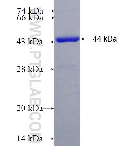 ALDH2 fusion protein Ag7463 SDS-PAGE