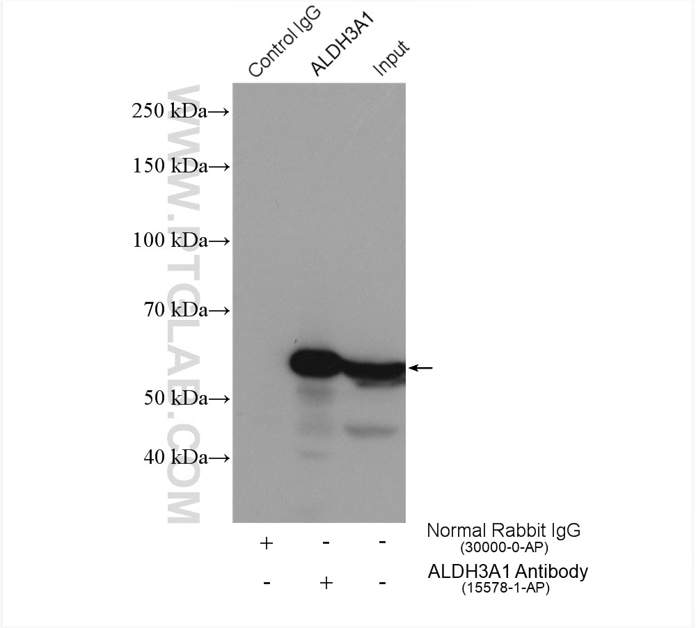 Immunoprecipitation (IP) experiment of A549 cells using ALDH3A1 Polyclonal antibody (15578-1-AP)