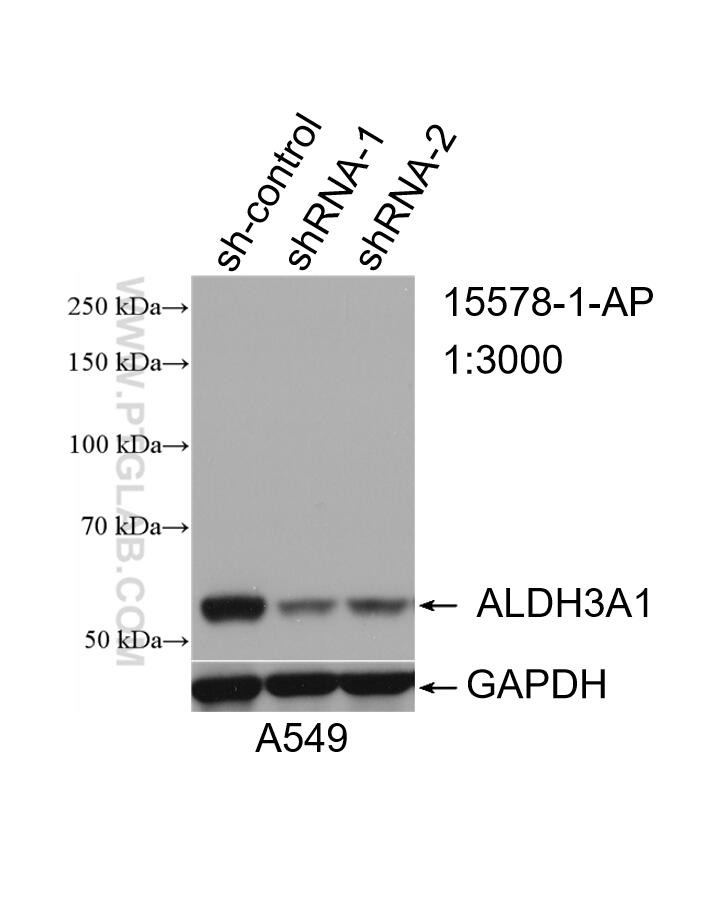 Western Blot (WB) analysis of A549 cells using ALDH3A1 Polyclonal antibody (15578-1-AP)