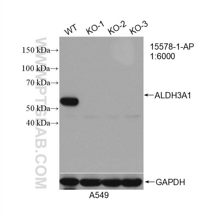 Western Blot (WB) analysis of A549 cells using ALDH3A1 Polyclonal antibody (15578-1-AP)
