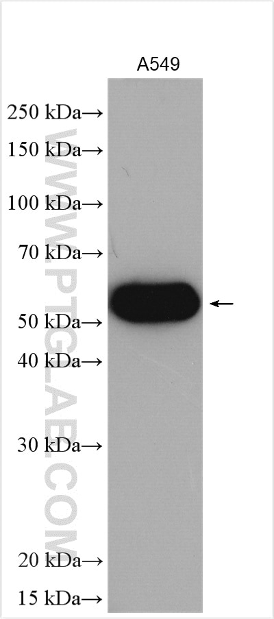 Western Blot (WB) analysis of A549 cells using ALDH3A1 Polyclonal antibody (15578-1-AP)