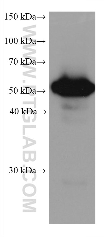 Western Blot (WB) analysis of A549 cells using ALDH3A1 Monoclonal antibody (68036-1-Ig)