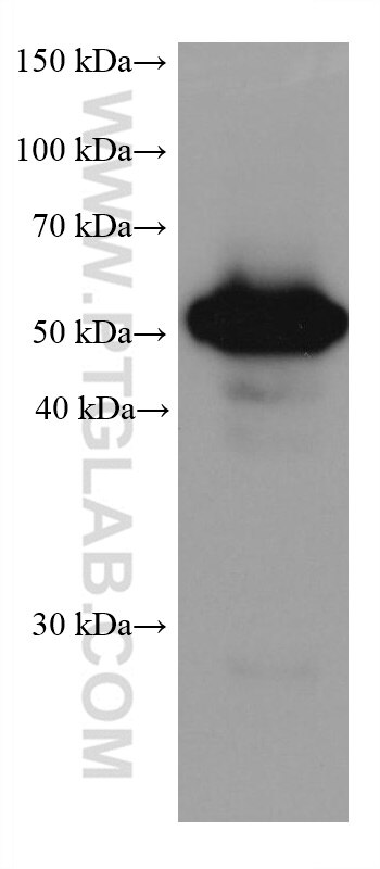 WB analysis of A549 using 68036-1-Ig