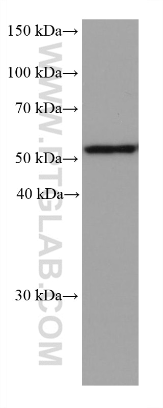 Western Blot (WB) analysis of HeLa cells using ALDH3A1 Monoclonal antibody (68036-1-Ig)