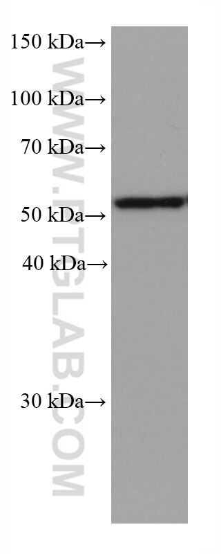 WB analysis of HeLa using 68036-1-Ig