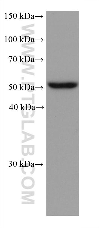 Western Blot (WB) analysis of human saliva using ALDH3A1 Monoclonal antibody (68036-1-Ig)