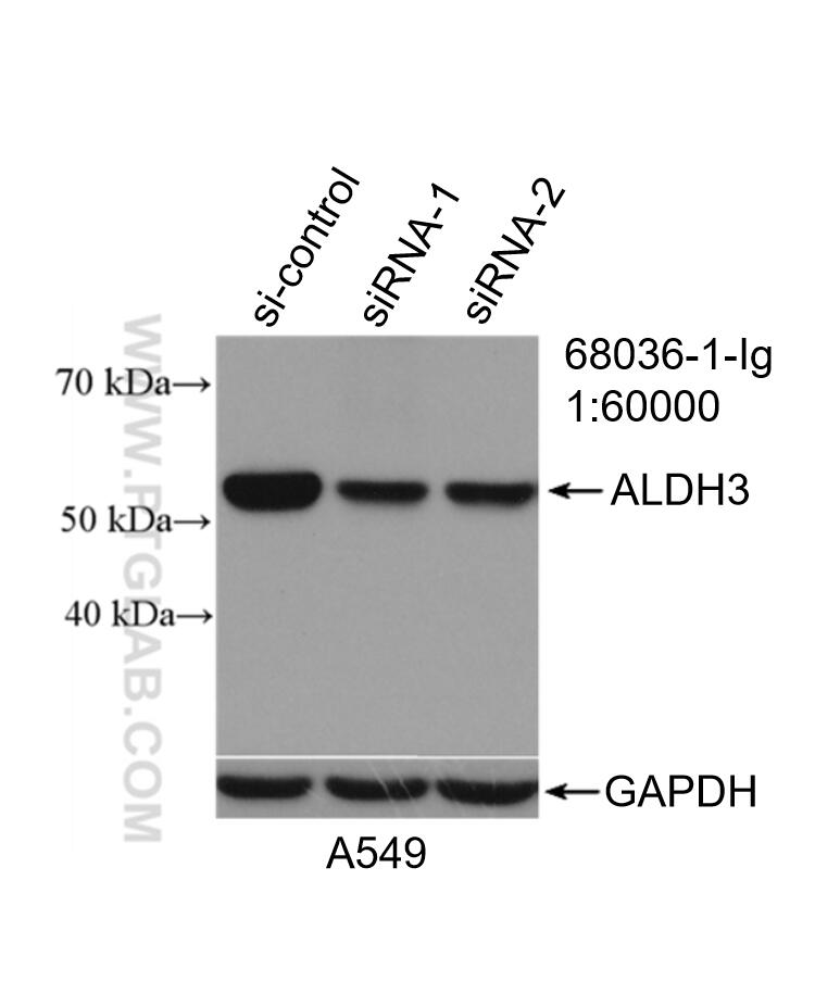 Western Blot (WB) analysis of A549 cells using ALDH3A1 Monoclonal antibody (68036-1-Ig)