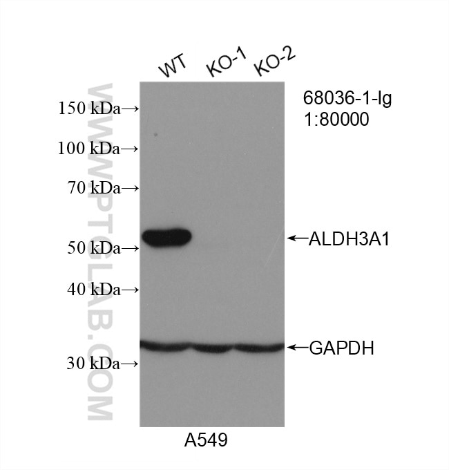 Western Blot (WB) analysis of A549 cells using ALDH3A1 Monoclonal antibody (68036-1-Ig)