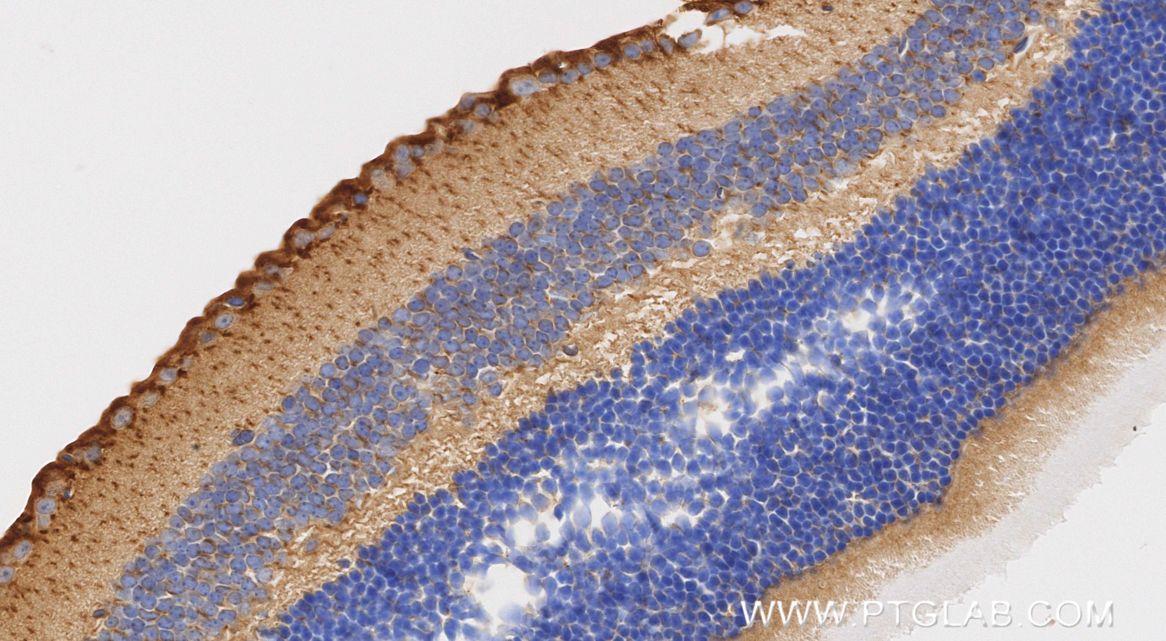 Immunohistochemistry (IHC) staining of mouse eye tissue using ALDH3A1 Recombinant monoclonal antibody (85725-1-RR)