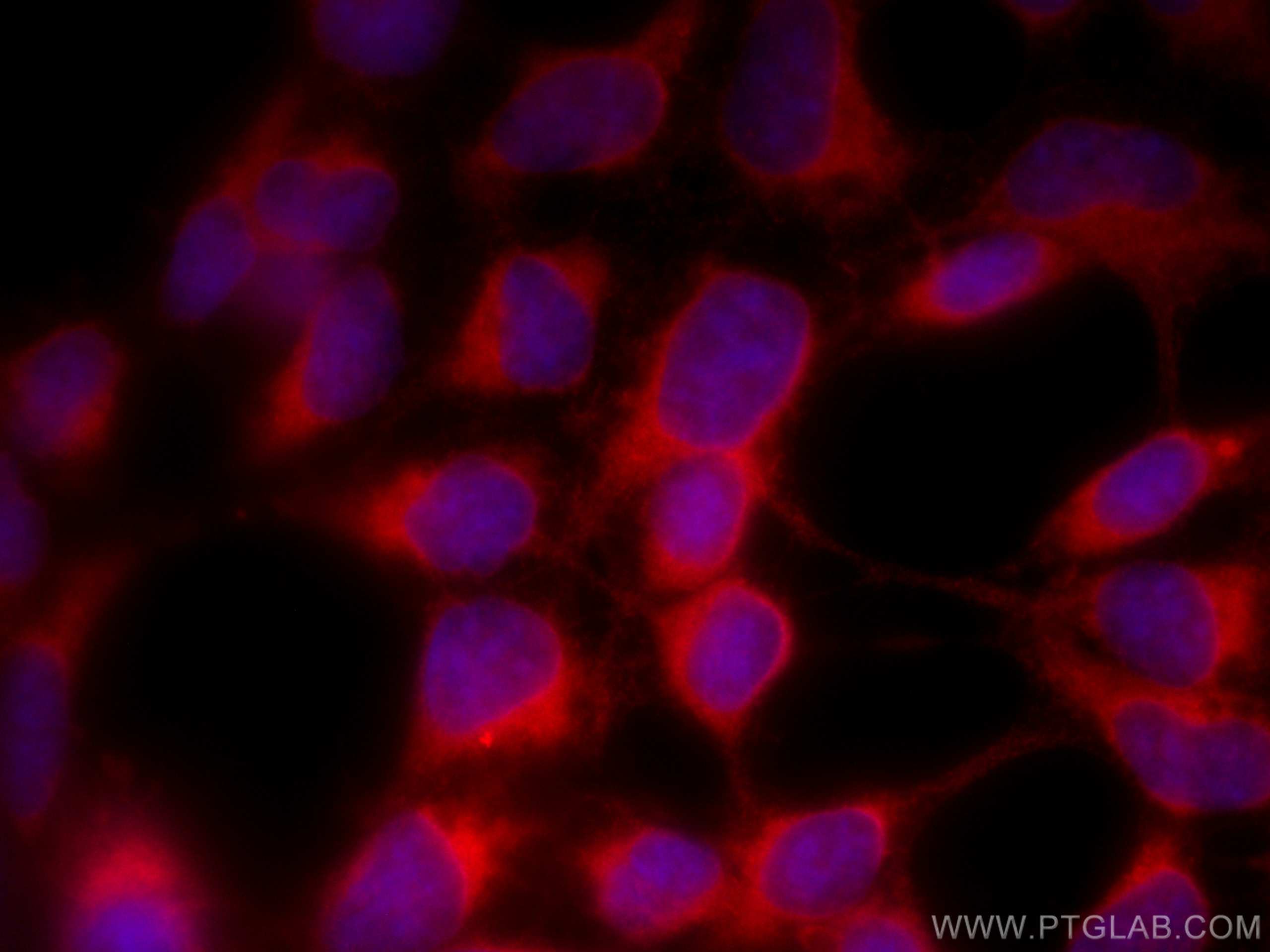 IF Staining of HEK-293 using CL594-68036