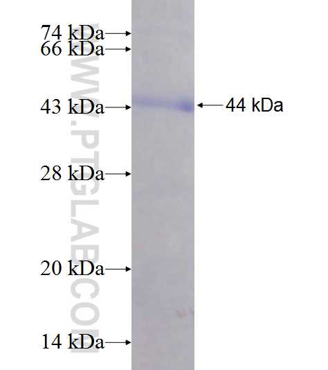 ALDH3A1 fusion protein Ag8125 SDS-PAGE
