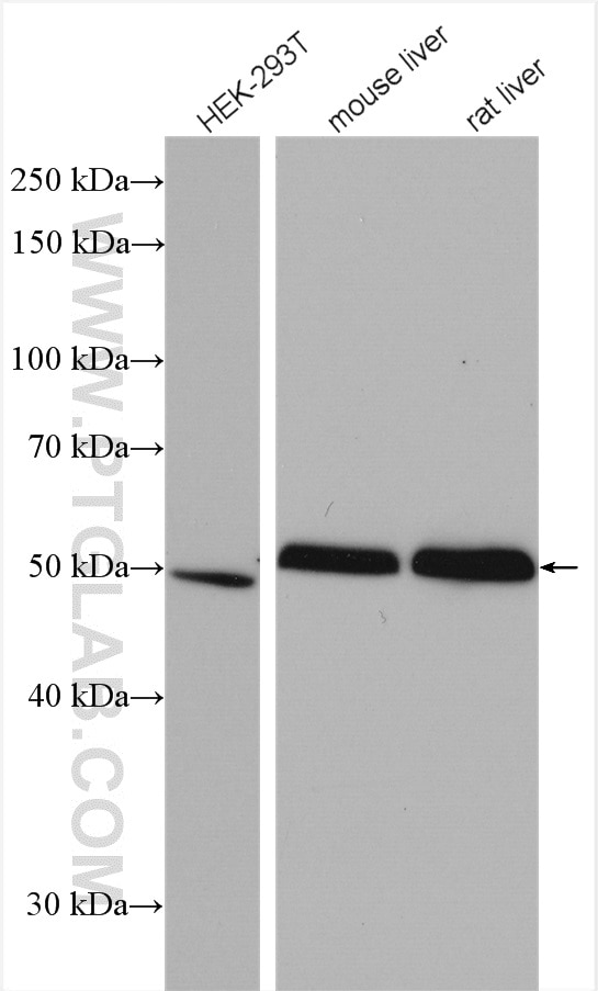 Western Blot (WB) analysis of various lysates using ALDH3A2 Polyclonal antibody (15090-1-AP)