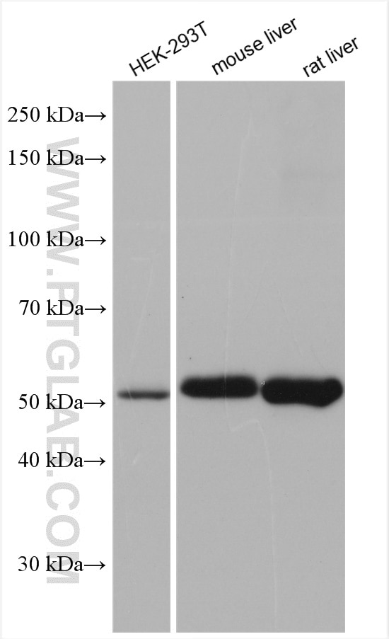 Western Blot (WB) analysis of various lysates using ALDH3A2 Polyclonal antibody (15090-1-AP)