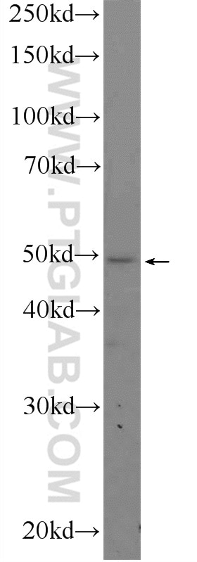 Western Blot (WB) analysis of RAW 264.7 cells using ALDH3B1 Polyclonal antibody (19446-1-AP)