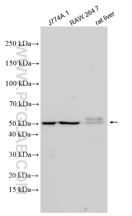 Western Blot (WB) analysis of various lysates using ALDH3B1 Polyclonal antibody (19446-1-AP)