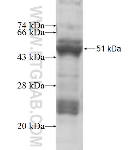 ALDH3B1 fusion protein Ag6680 SDS-PAGE