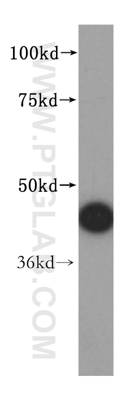 Western Blot (WB) analysis of mouse lung tissue using ALDH3B2 Polyclonal antibody (15746-1-AP)
