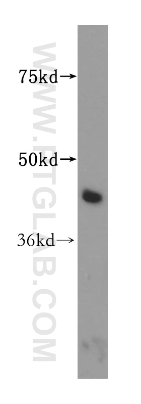Western Blot (WB) analysis of HepG2 cells using ALDH3B2 Polyclonal antibody (15746-1-AP)