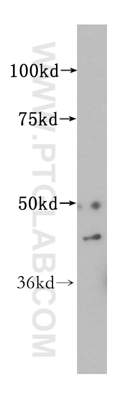 Western Blot (WB) analysis of BxPC-3 cells using ALDH3B2 Polyclonal antibody (15746-1-AP)