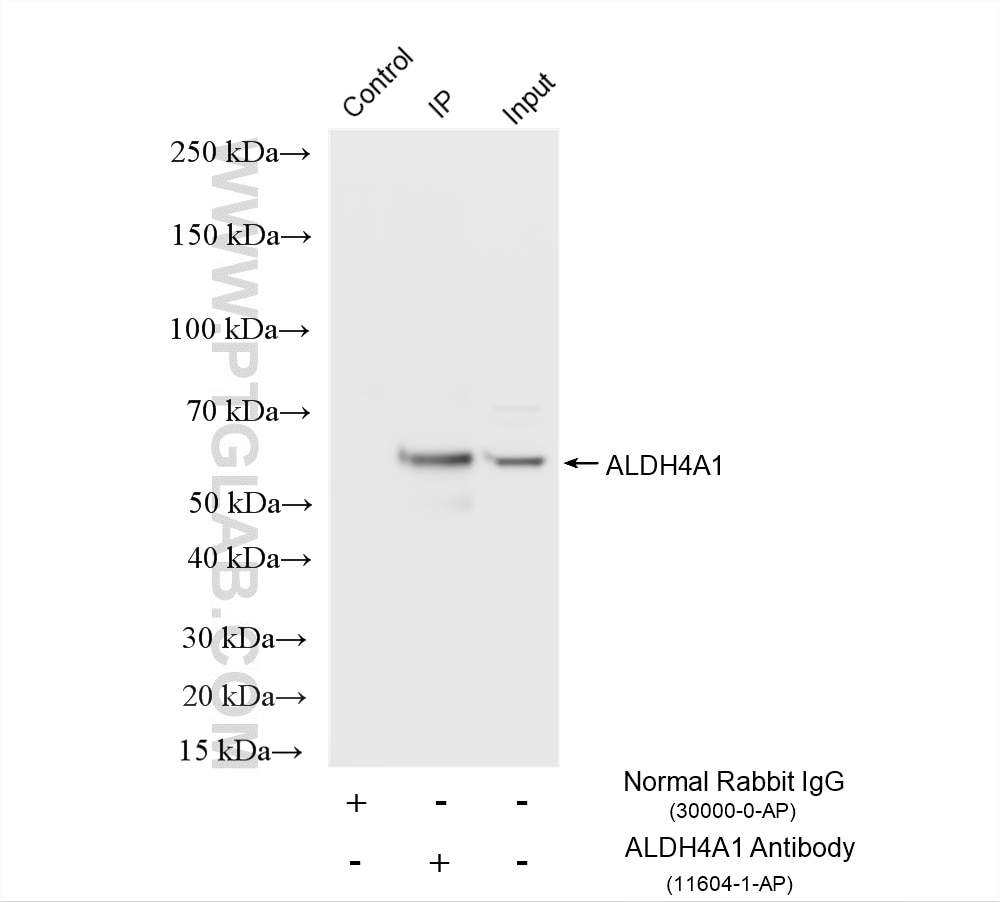 IP experiment of mouse heart using 11604-1-AP Immunoprecipitation (IP) experiment of mouse heart tissue using ALDH4A1 Polyclonal antibody (11604-1-AP)