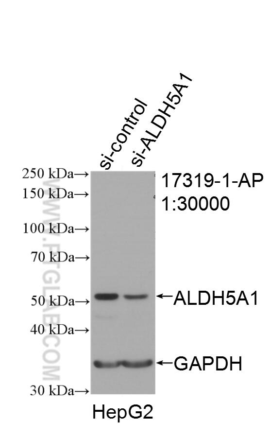 Western Blot (WB) analysis of HepG2 cells using ALDH5A1 Polyclonal antibody (17319-1-AP)