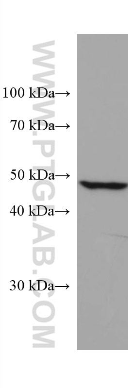 Western Blot (WB) analysis of L02 cells using ALDH5A1 Monoclonal antibody (67347-1-Ig)