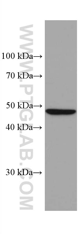 Western Blot (WB) analysis of HepG2 cells using ALDH5A1 Monoclonal antibody (67347-1-Ig)
