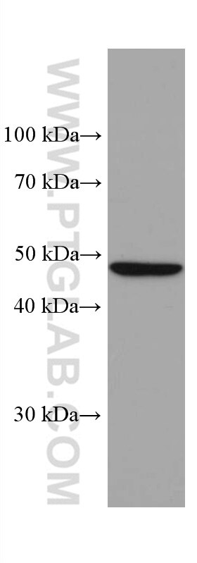 WB analysis of HepG2 using 67347-1-Ig