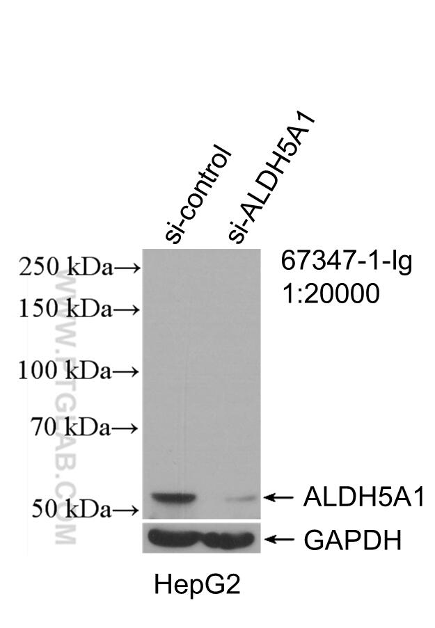 WB analysis of HepG2 using 67347-1-Ig