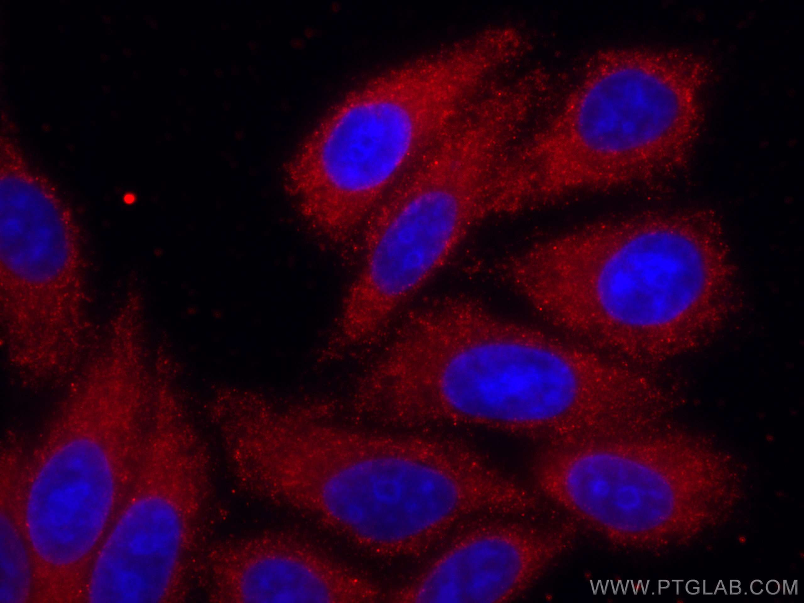 Immunofluorescence (IF) / fluorescent staining of HepG2 cells using CoraLite®594-conjugated ALDH5A1 Monoclonal antibod (CL594-67347)
