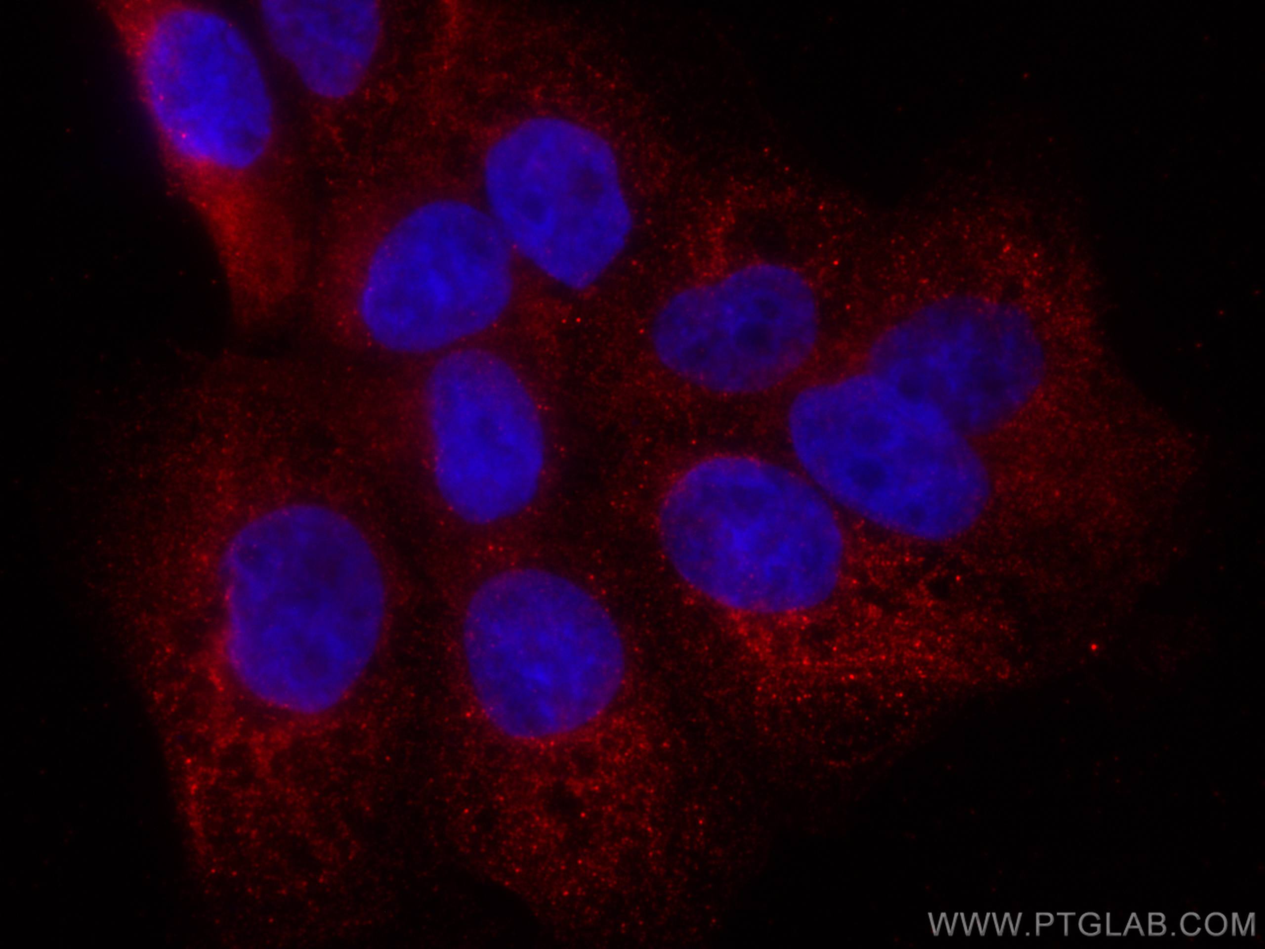 IF Staining of A431 using CL594-67347